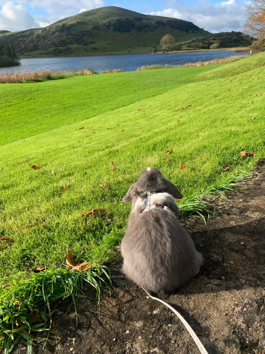 Purebred mini lop pair - Image 2