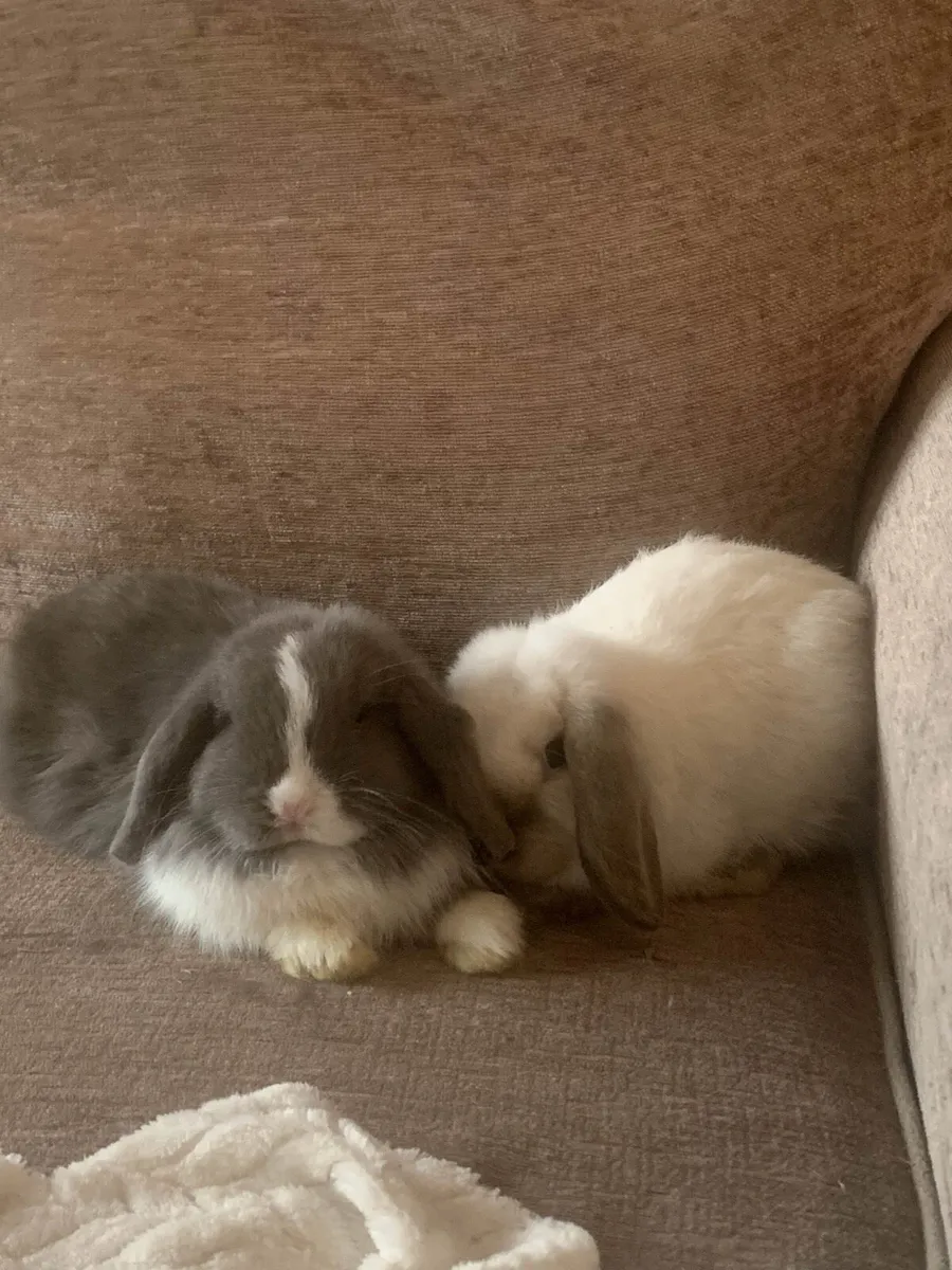 Purebred mini lop pair - Image 3