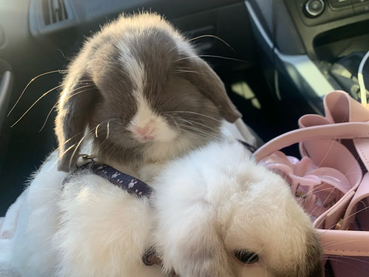 Purebred mini lop pair - Image 1