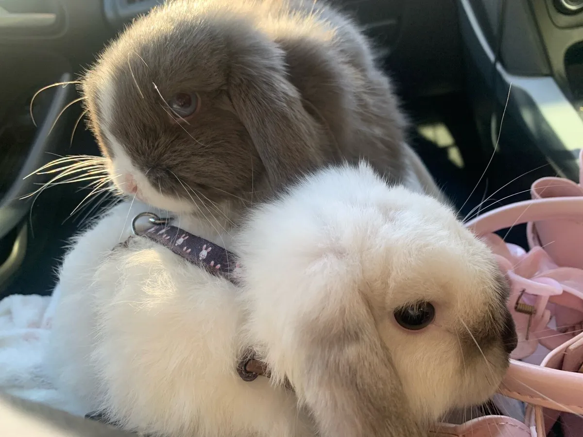 Purebred mini lop pair - Image 4