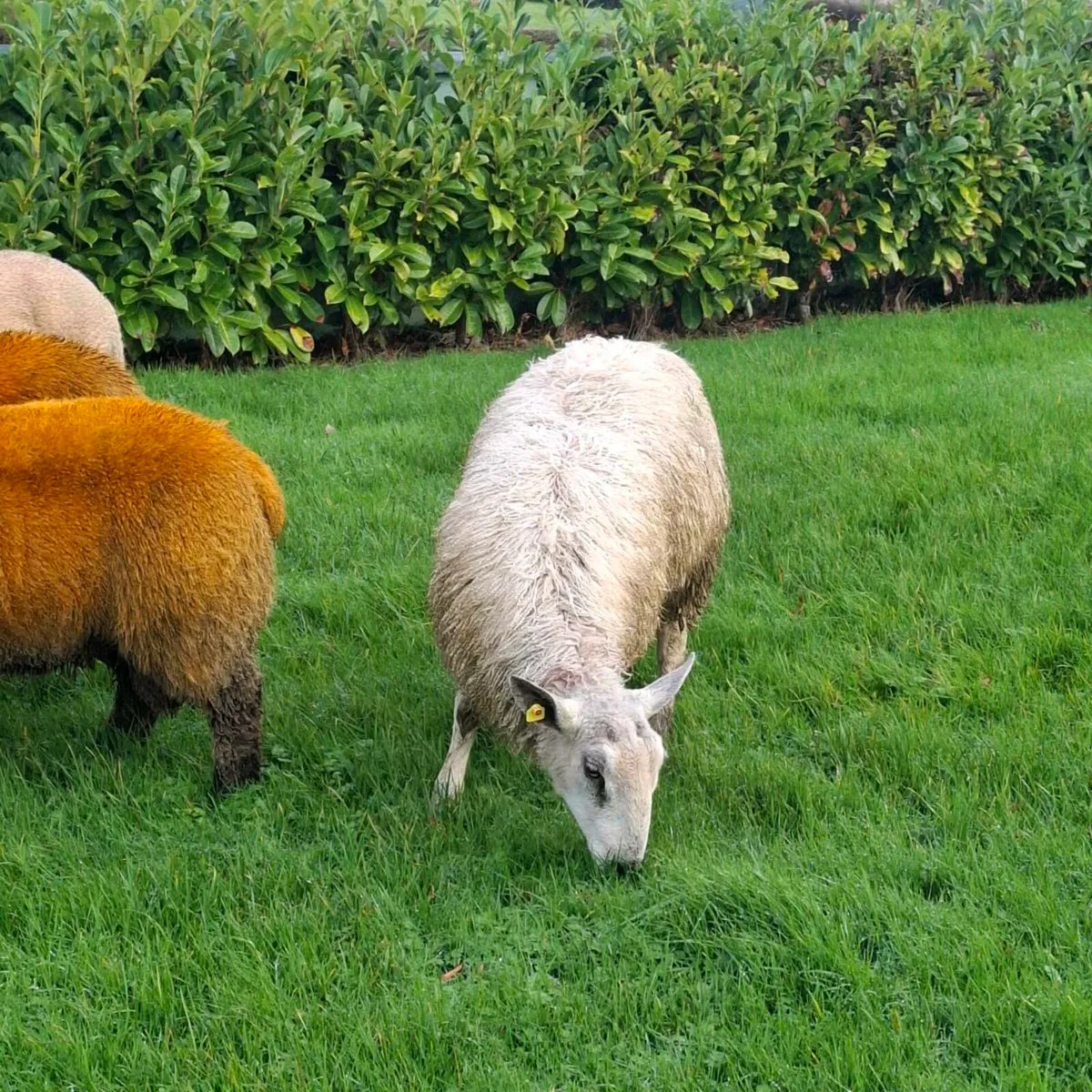 Bluefaced Leicester ram lamb - Image 3