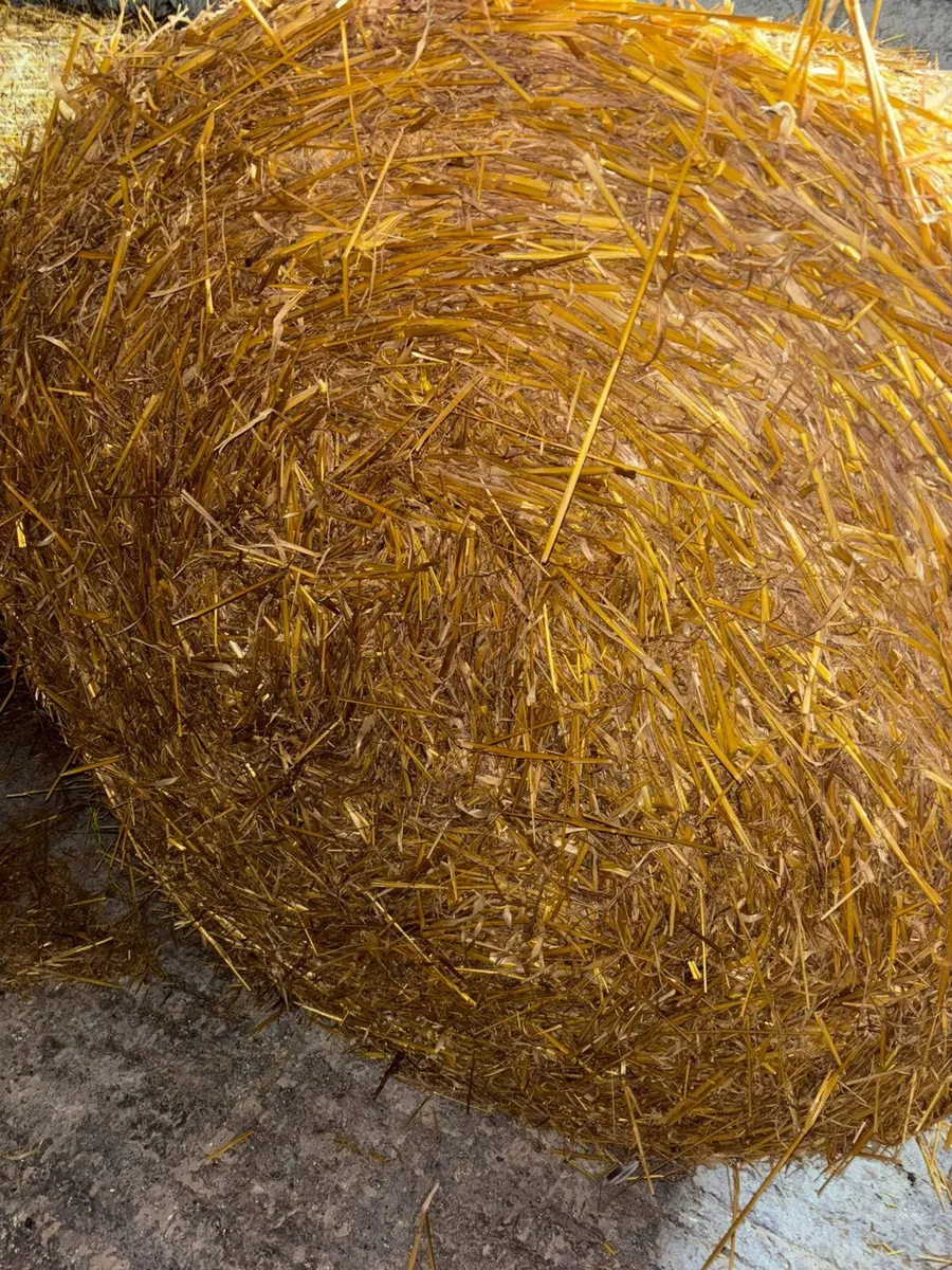 Oaten Straw - Image 1