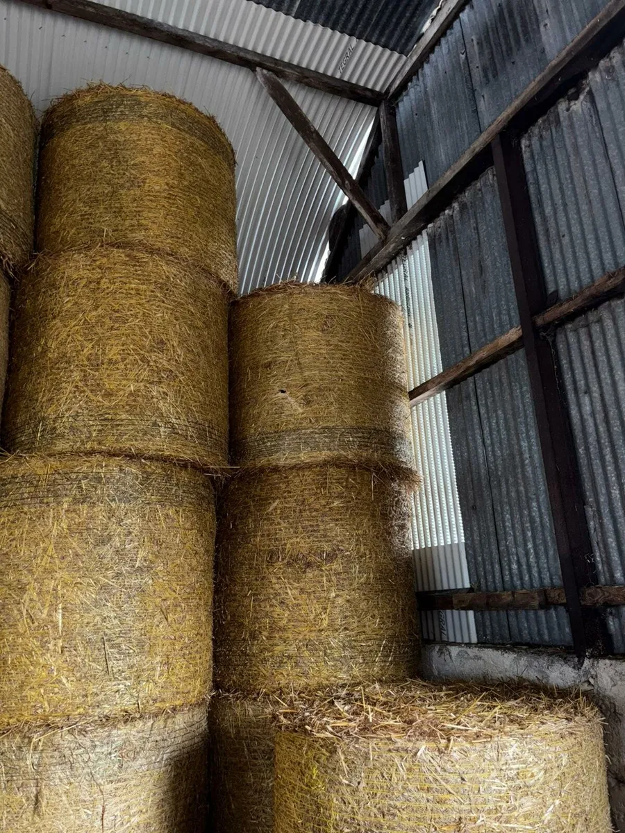 Oaten Straw - Image 3