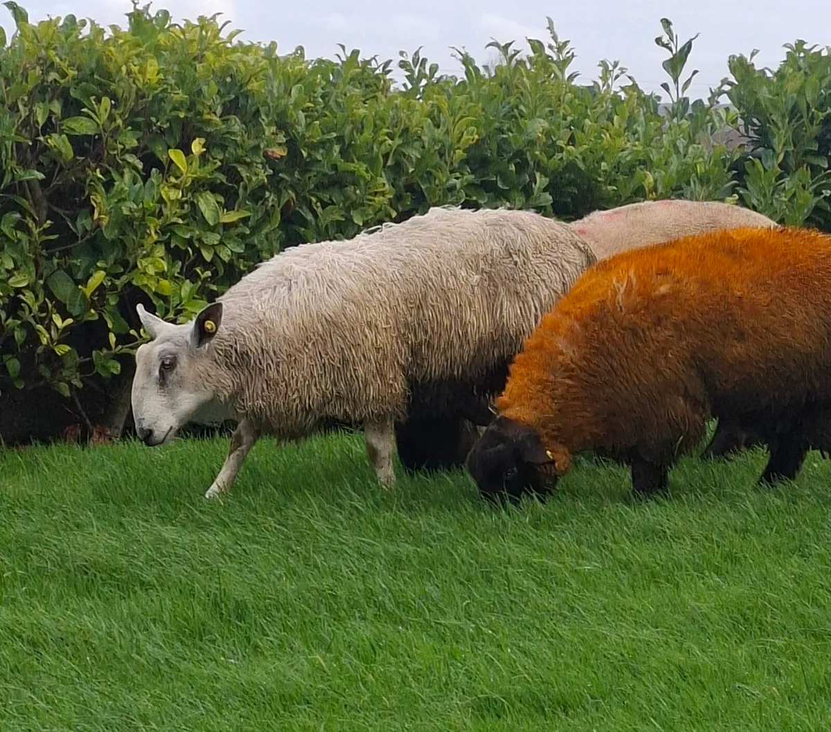 Bluefaced Leicester ram lamb - Image 4