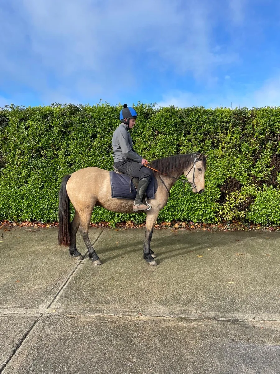 2 14.2 Conemara ponys - Image 1