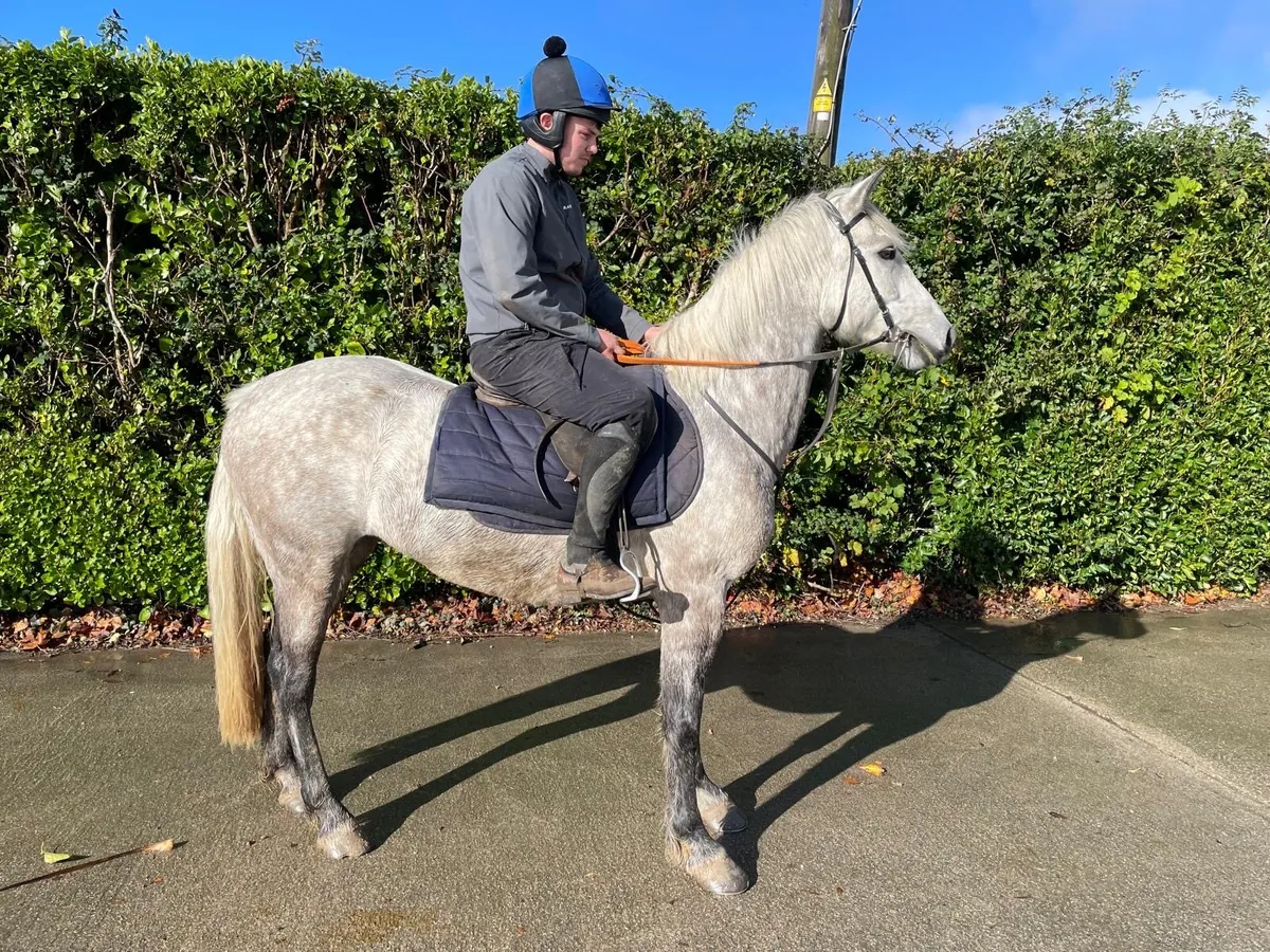 2 14.2 Conemara ponys - Image 2