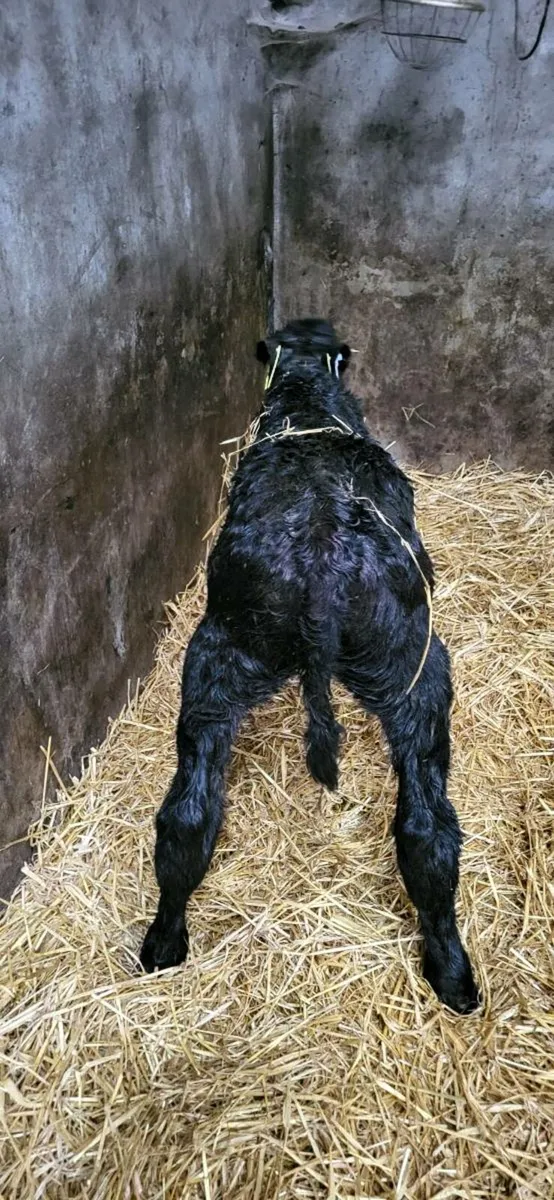 Selection of  calves - Image 2