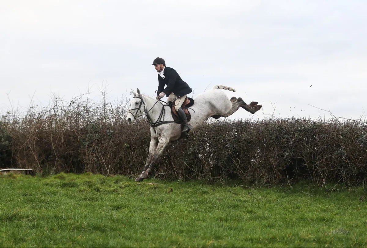 2 16.2 Hunter Geldings - Image 1