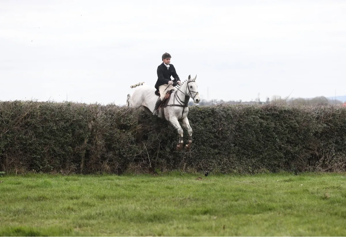 2 16.2 Hunter Geldings - Image 2