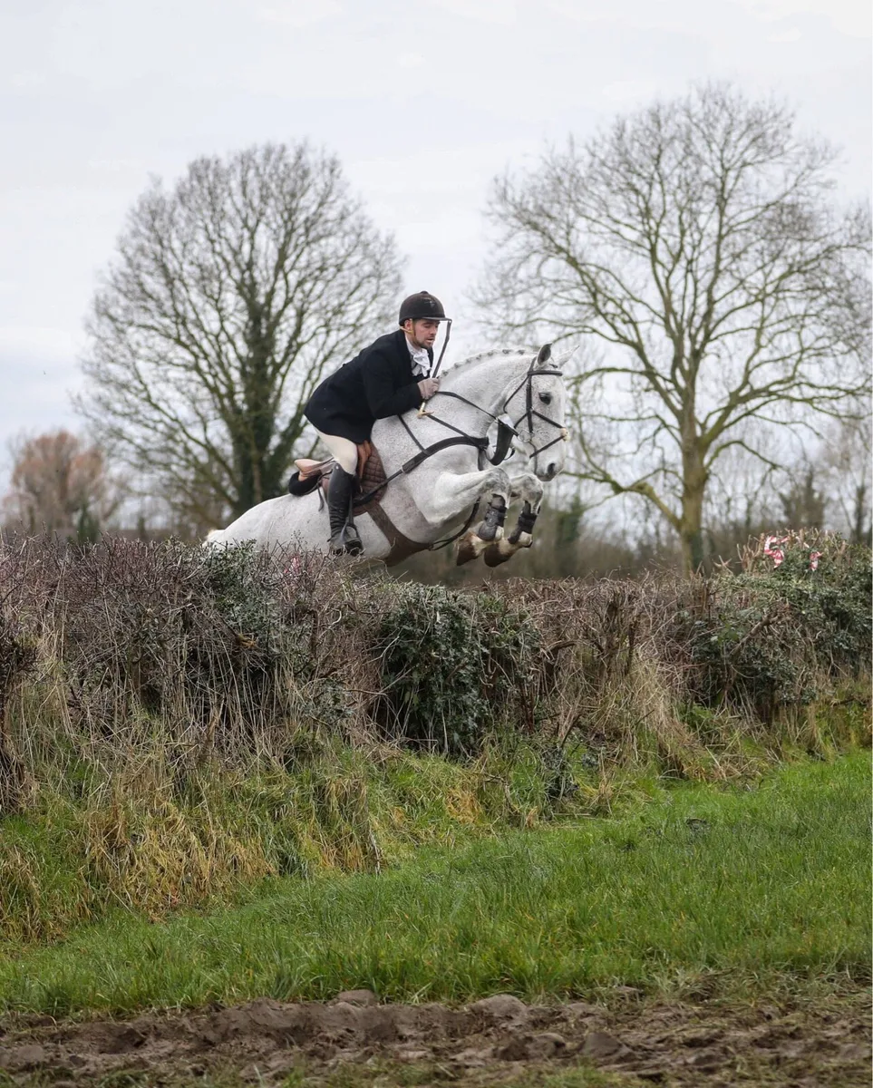 2 16.2 Hunter Geldings - Image 3