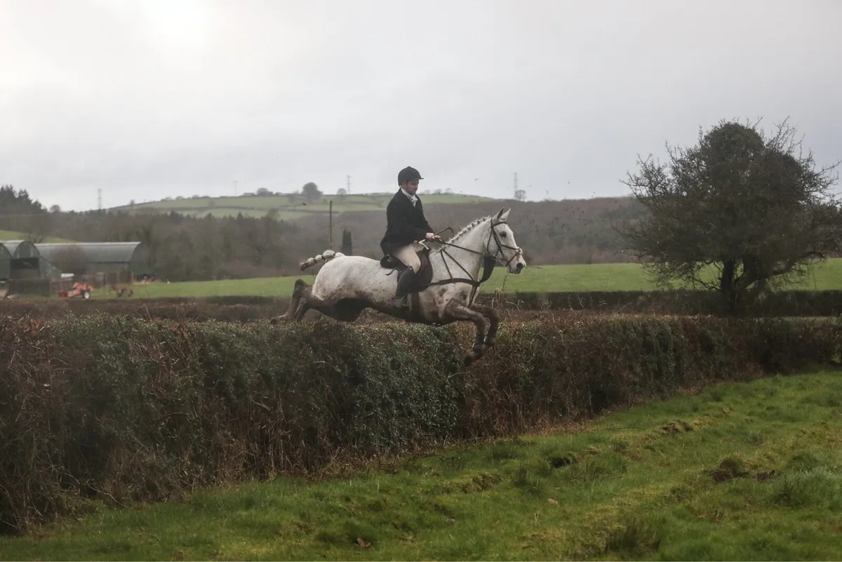 2 16.2 Hunter Geldings - Image 4