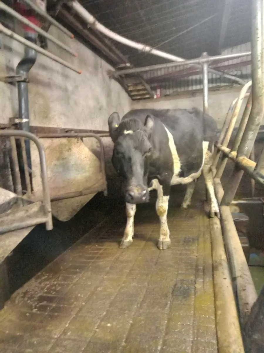 British Fresian Incalf Cows - Image 3