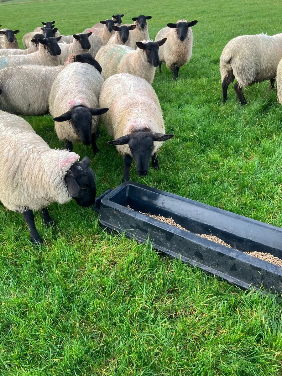 For Sale …45 Quality Suffolk Mule cross ewe lambs - Image 2