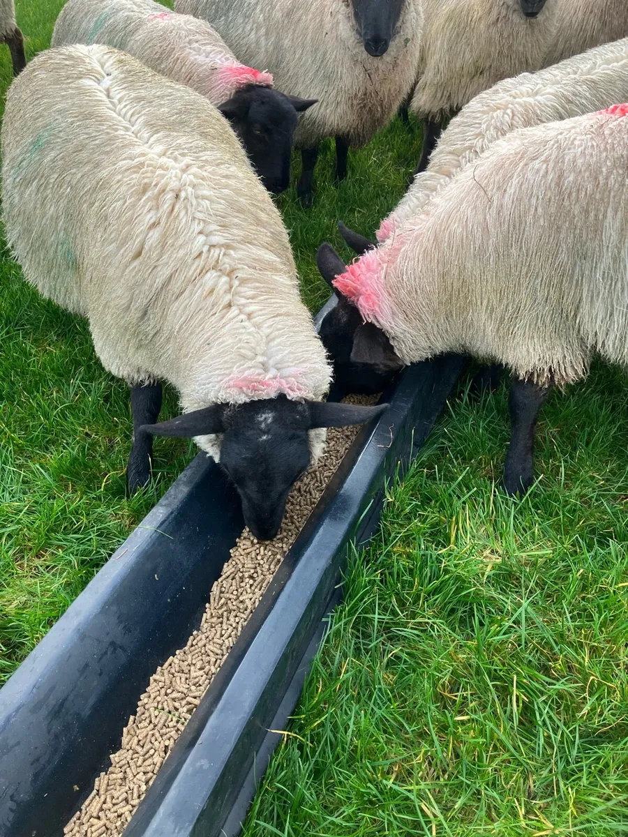 For Sale …45 Quality Suffolk Mule cross ewe lambs - Image 3