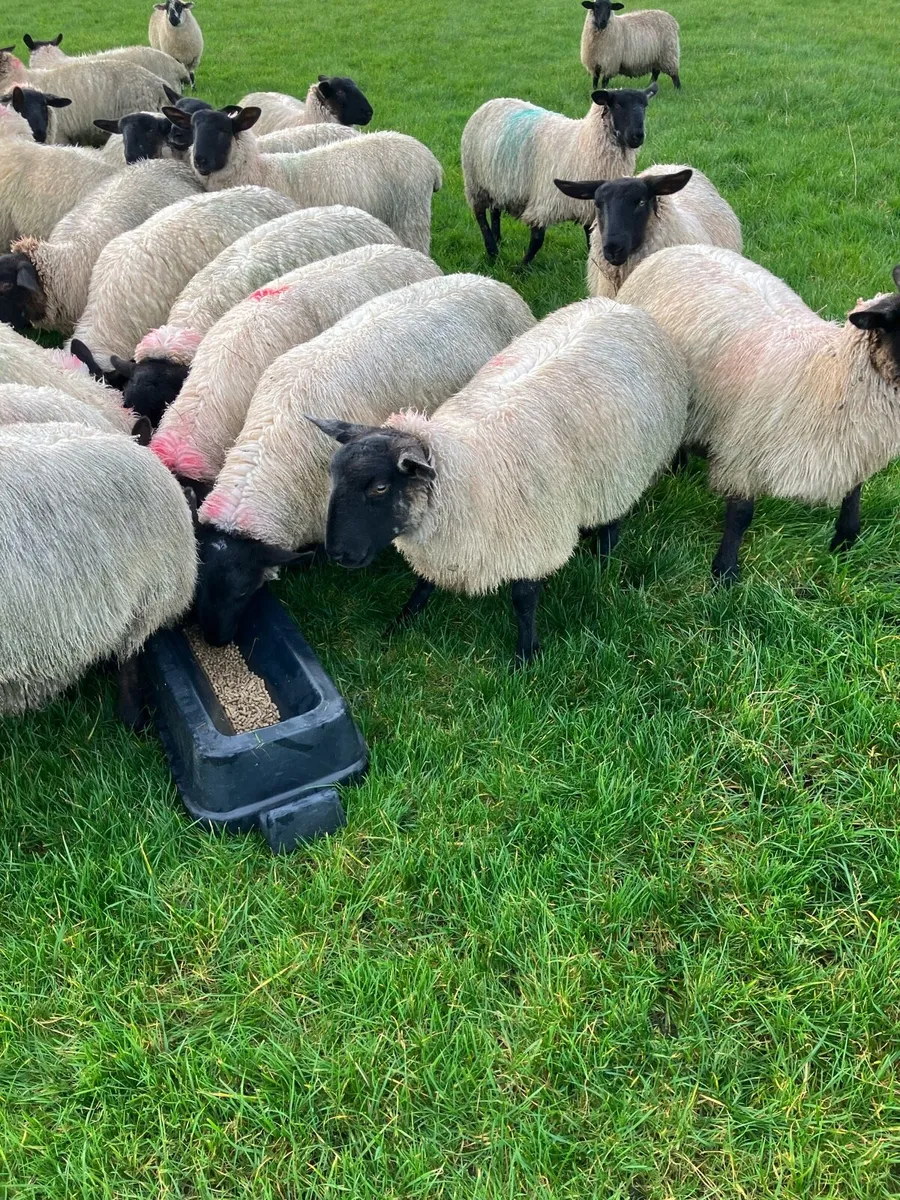 For Sale …45 Quality Suffolk Mule cross ewe lambs - Image 4