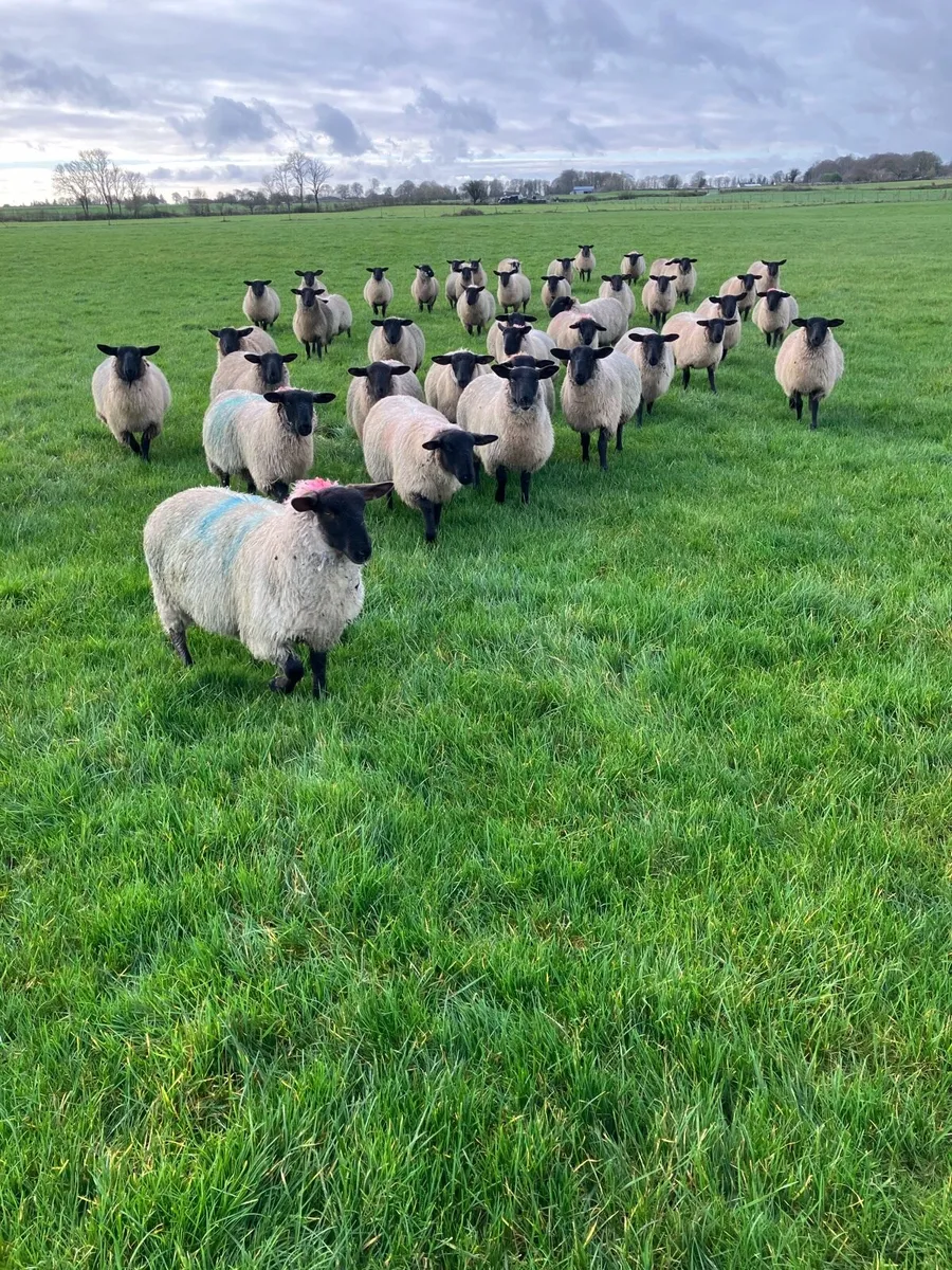 For Sale …45 Quality Suffolk Mule cross ewe lambs - Image 1