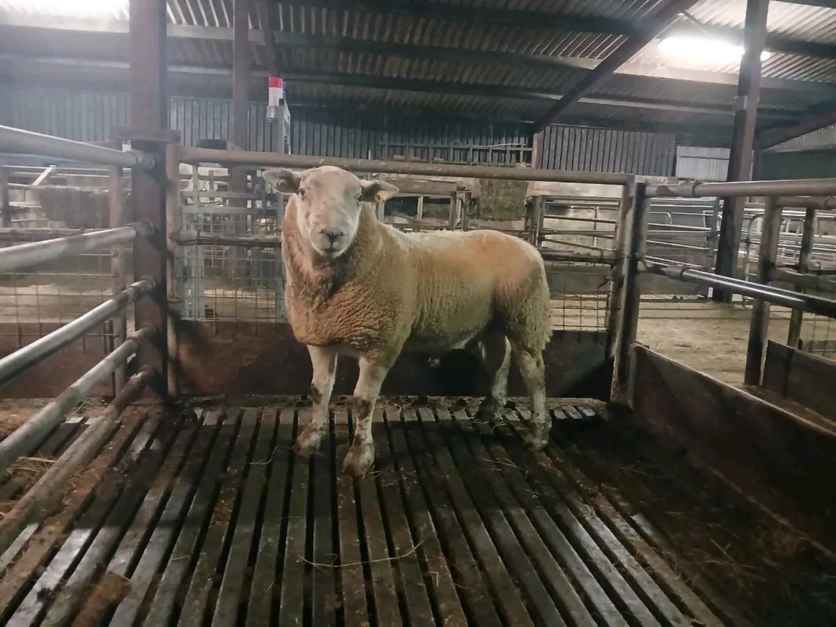 Sufftex hogget Ram - Image 1