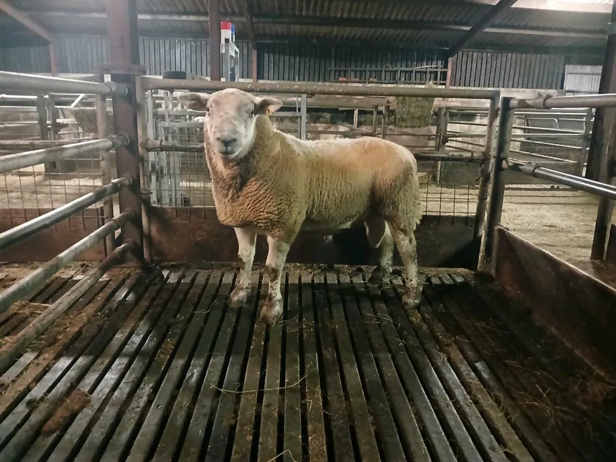Sufftex hogget Ram - Image 2