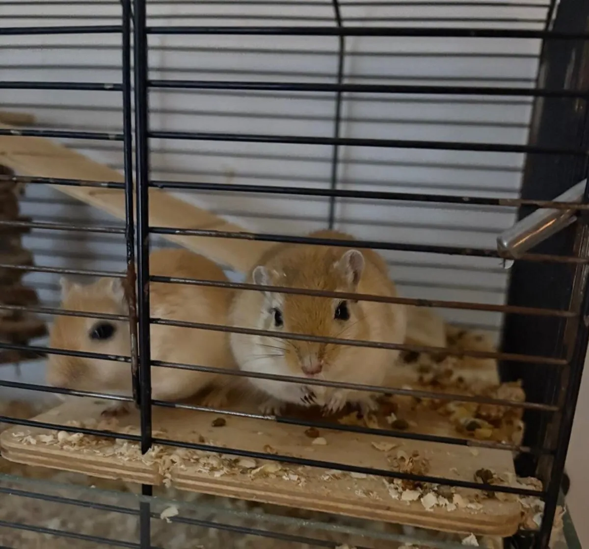 Gerbils with their cage - Image 1