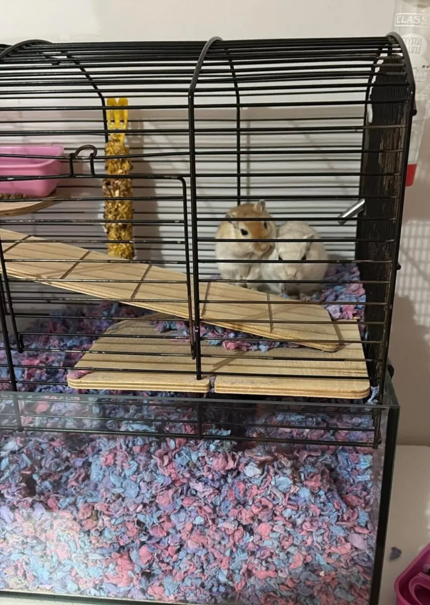 Gerbils with their cage - Image 2