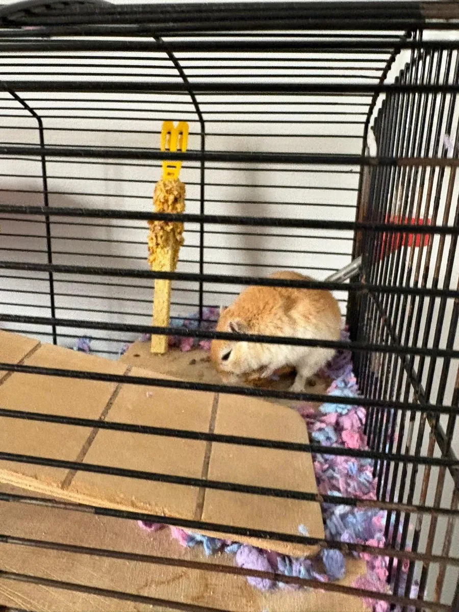 Gerbils with their cage - Image 3