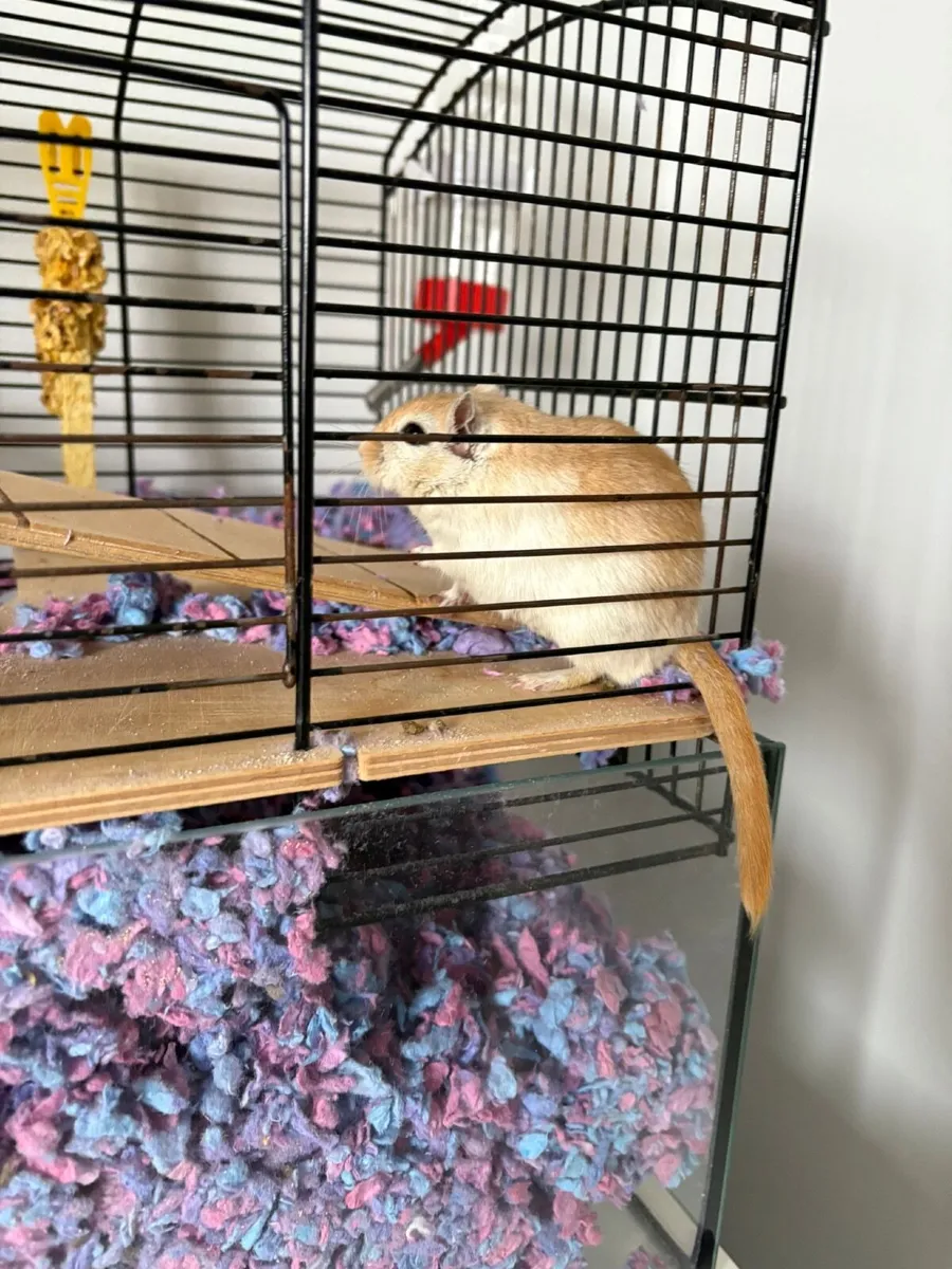 Gerbils with their cage - Image 4
