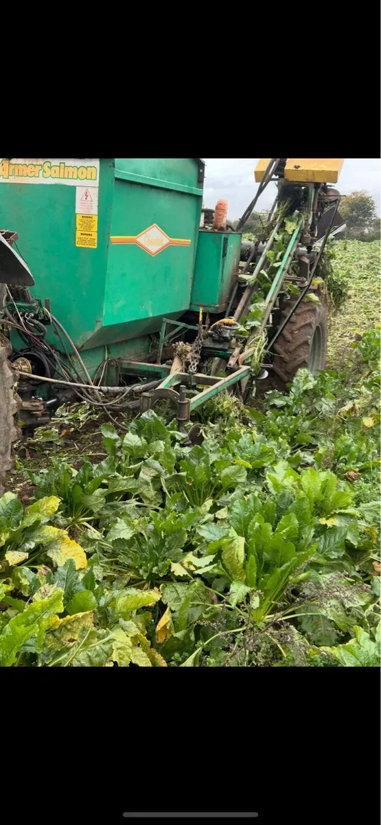 Fodder Beet - Image 1
