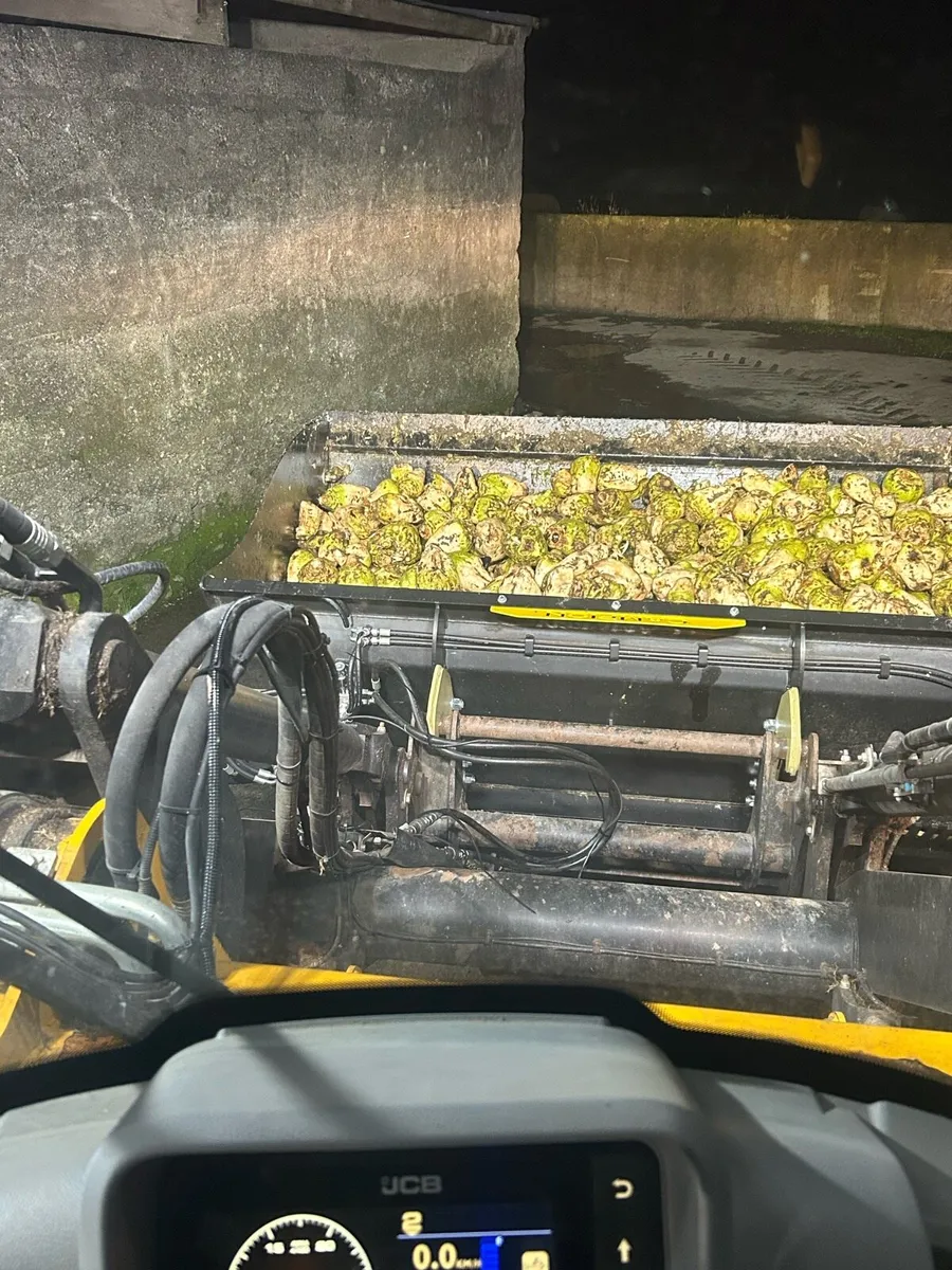 Fodder Beet - Image 2