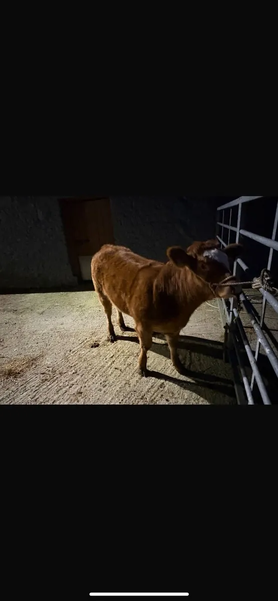 Weanling heifer for hilltown sale yard - Image 1