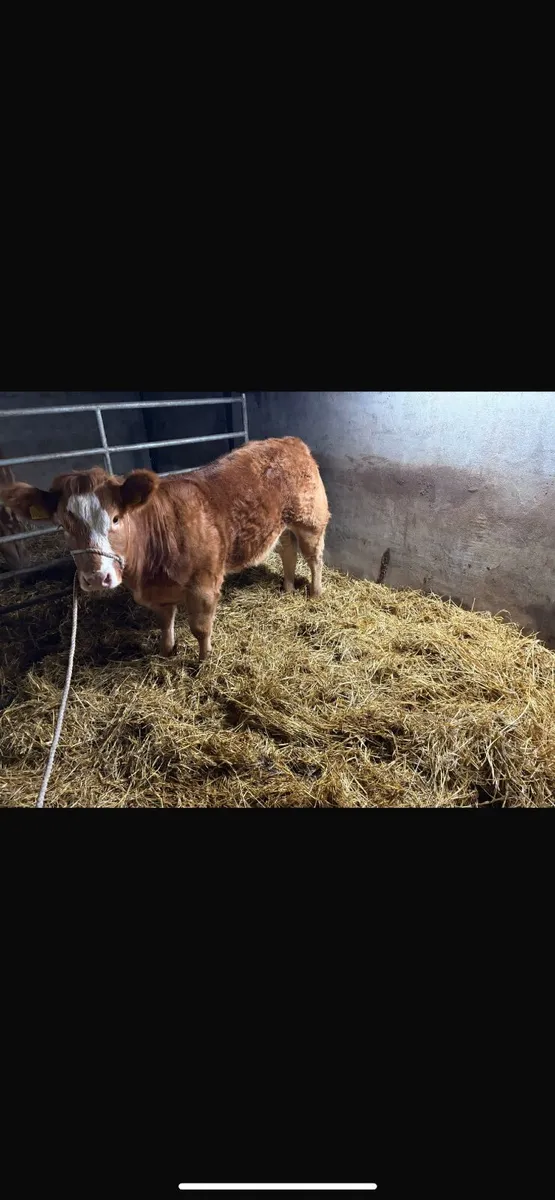Weanling heifer for hilltown sale yard - Image 2