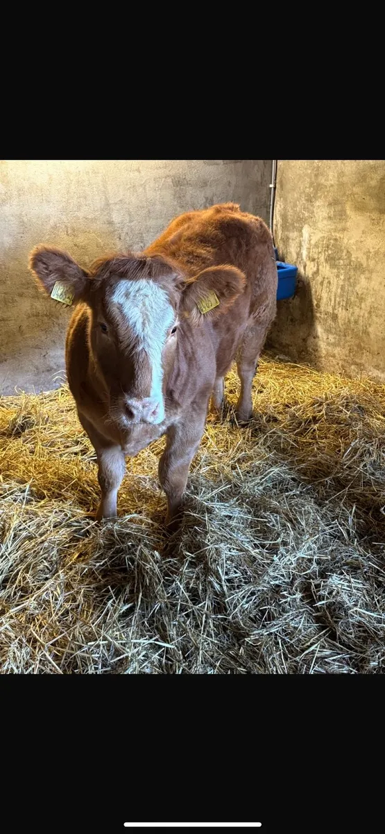 Weanling heifer for hilltown sale yard - Image 3