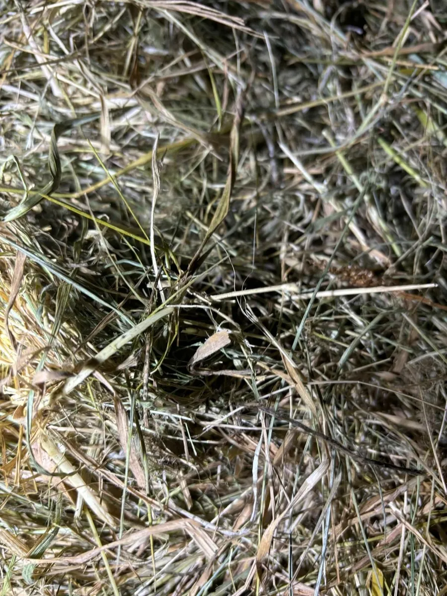 Square Bales of Hay - Image 3