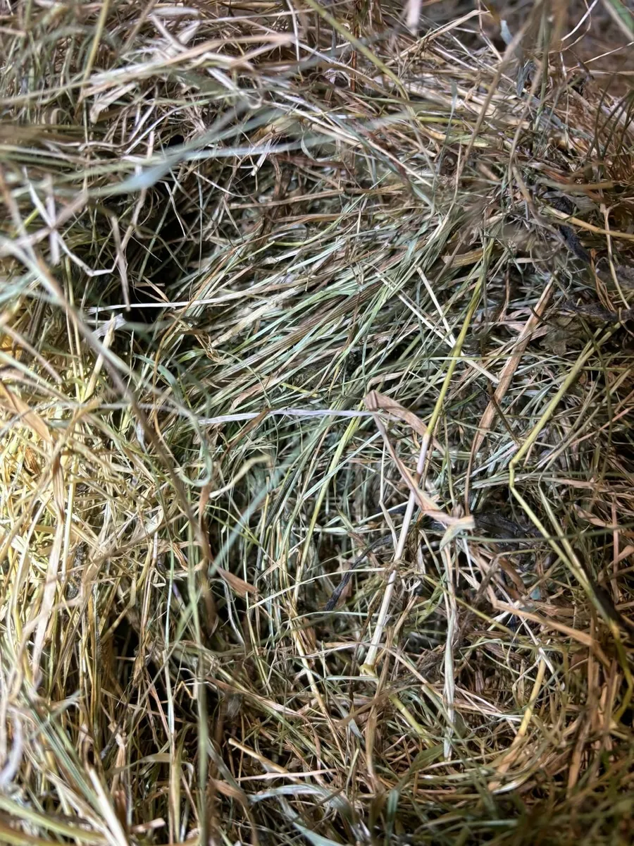Square Bales of Hay - Image 4