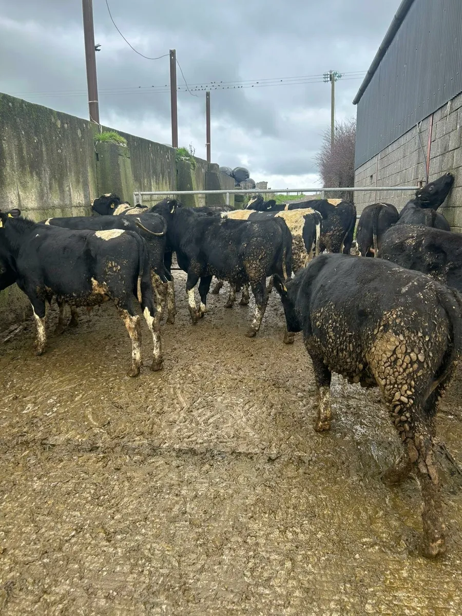 Head for the kingdoms capital - Image 2