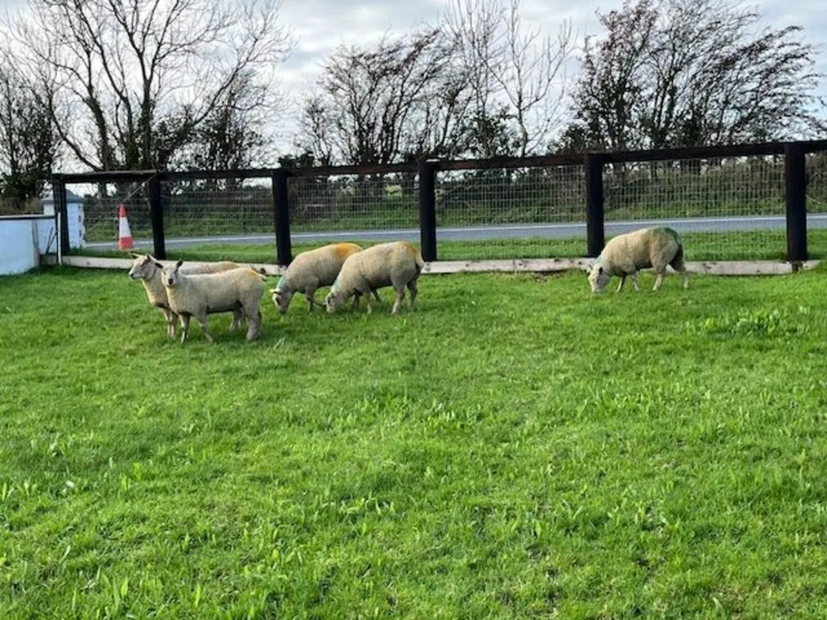 5 Pedigree Reg Charollais Hogget Ewes in Lamb - Image 2