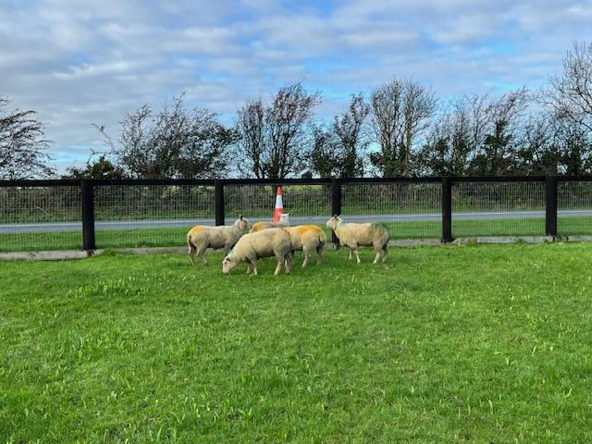 5 Pedigree Reg Charollais Hogget Ewes in Lamb - Image 3