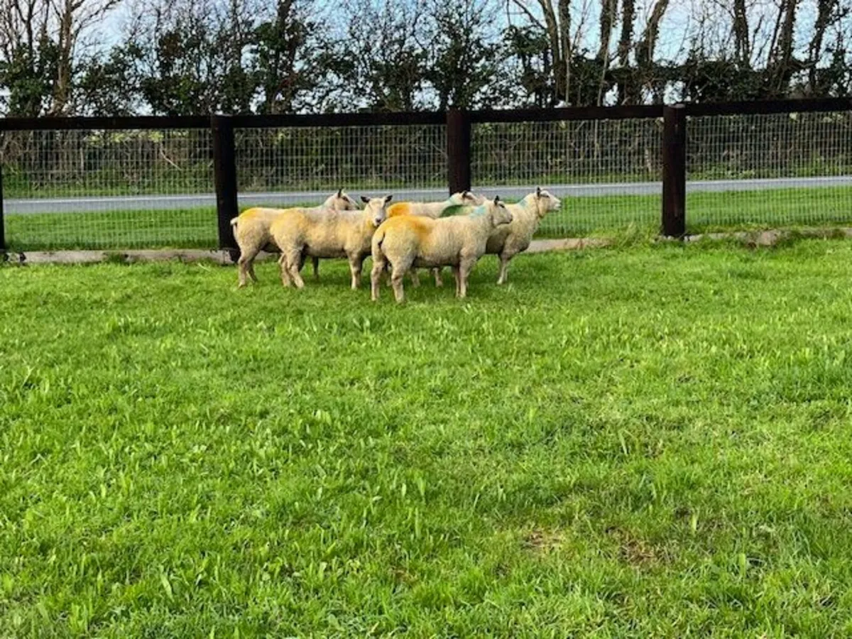 5 Pedigree Reg Charollais Hogget Ewes in Lamb - Image 4