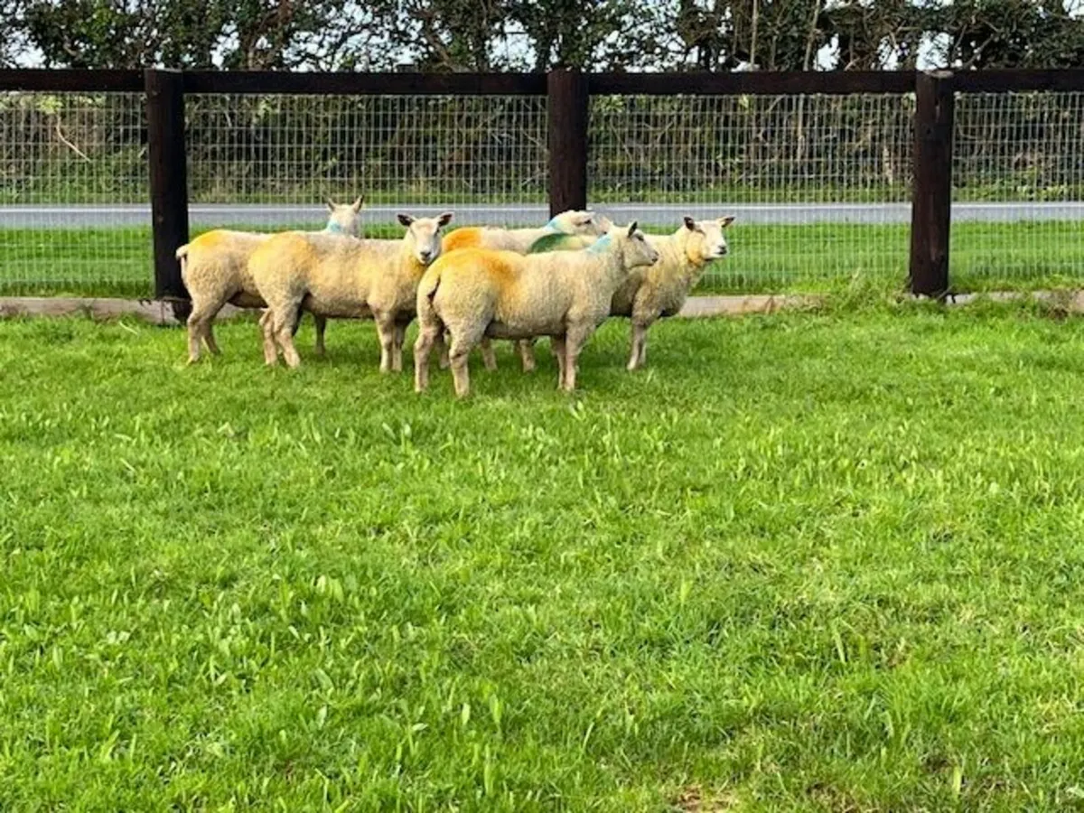 5 Pedigree Reg Charollais Hogget Ewes in Lamb - Image 1