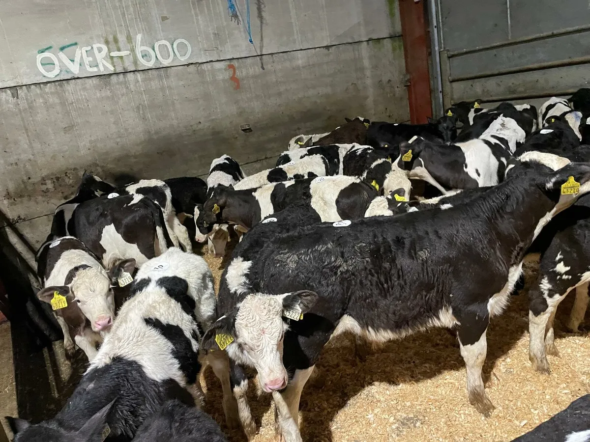 Head for the kingdoms capital - Image 3