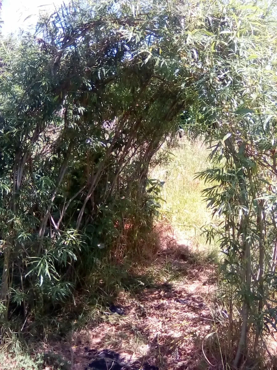 Basket willow rods for planting.15 rods.freepost - Image 2