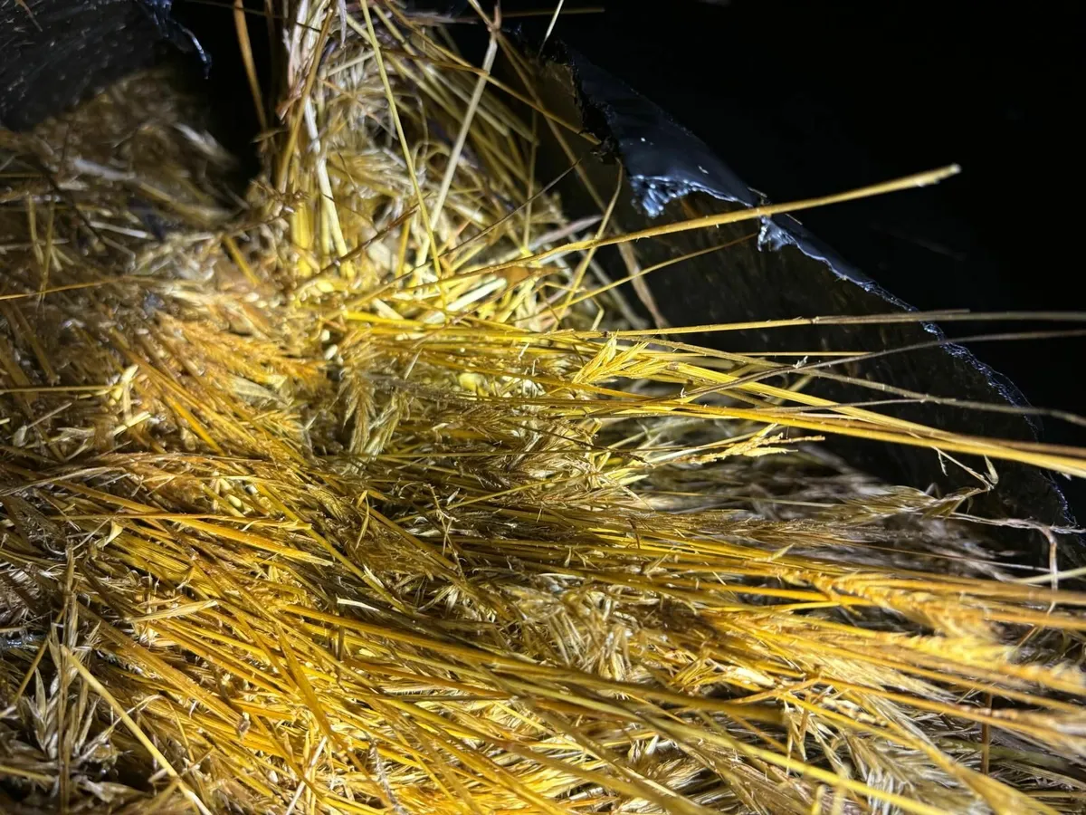 Round Bales of Silage - Image 3