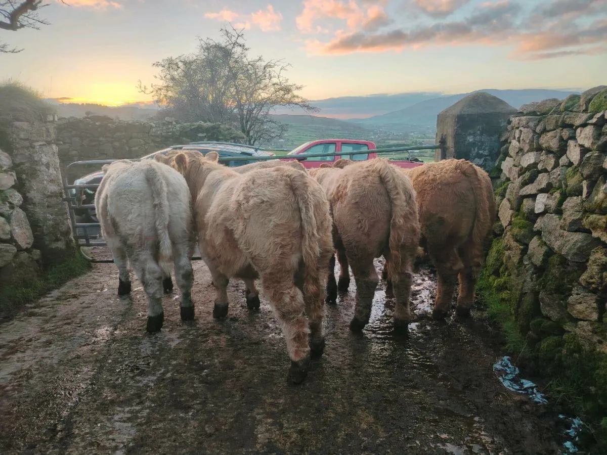 5 Charolais bull weanlings - Image 2