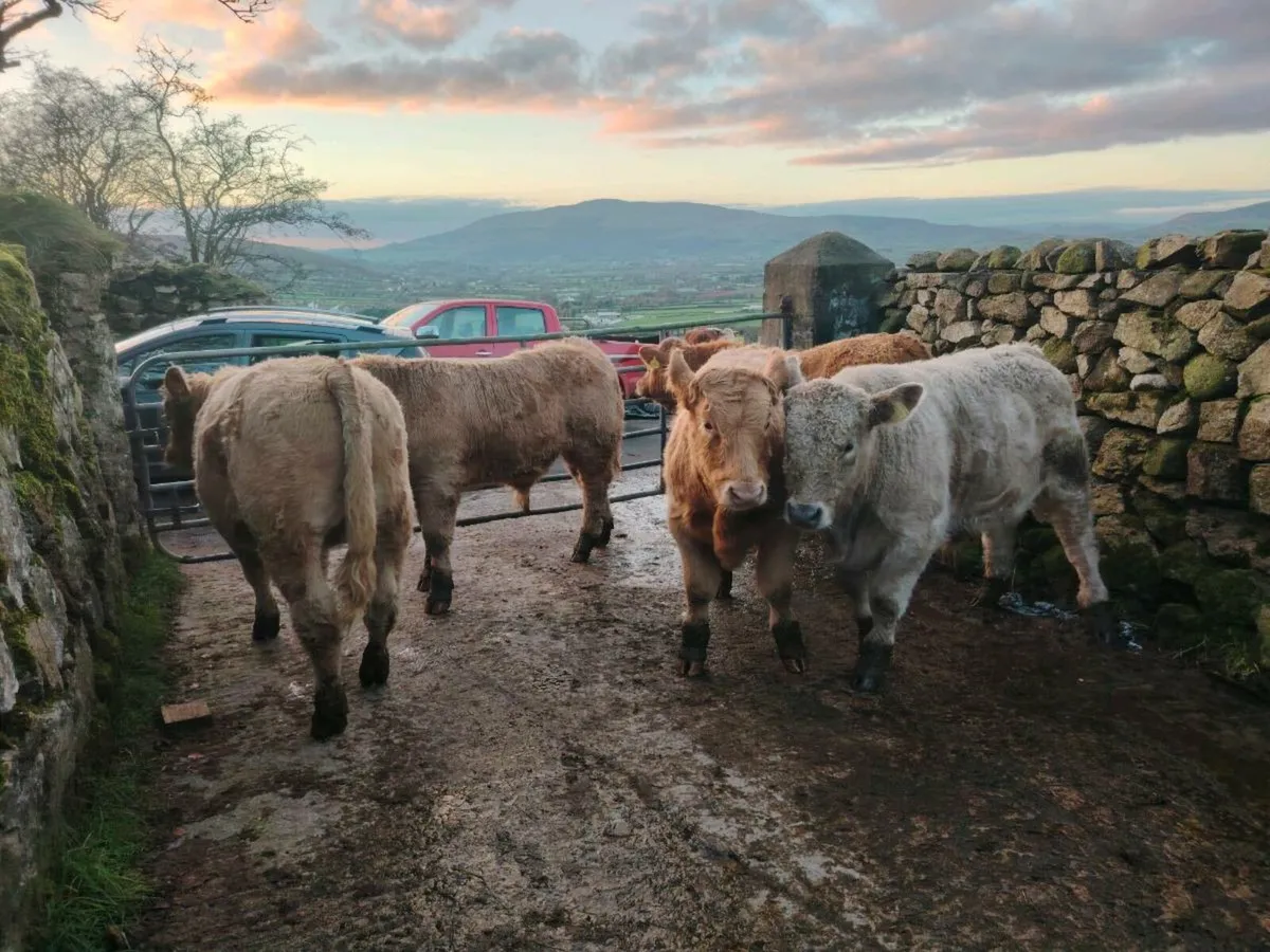 5 Charolais bull weanlings - Image 3