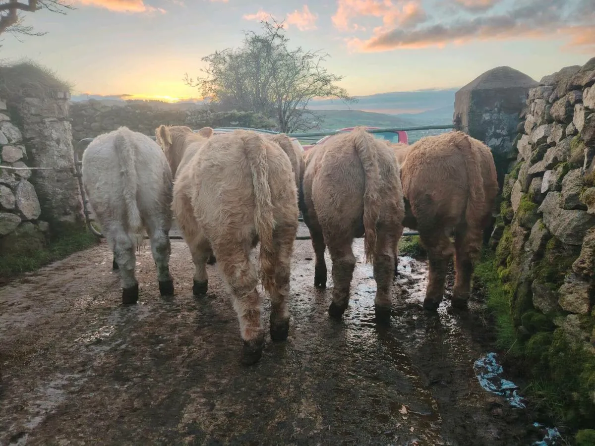 5 Charolais bull weanlings - Image 1