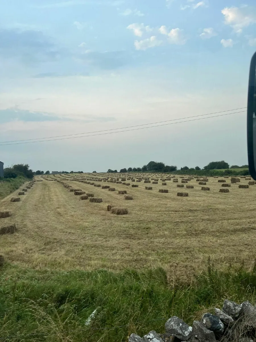 Square Bales of Hay - Image 1
