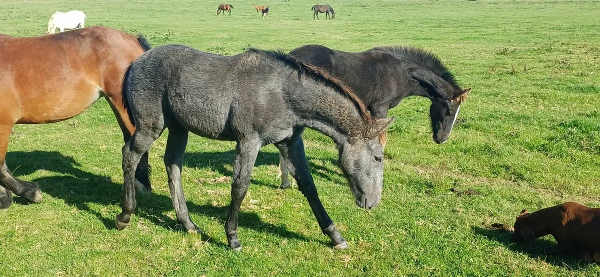 Irish Draught Grey Colt Foal - Image 3