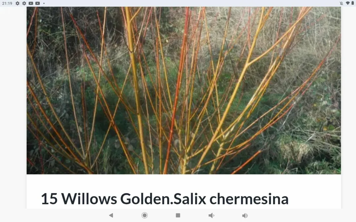 Golden willow rods,15 rods freepost - Image 1