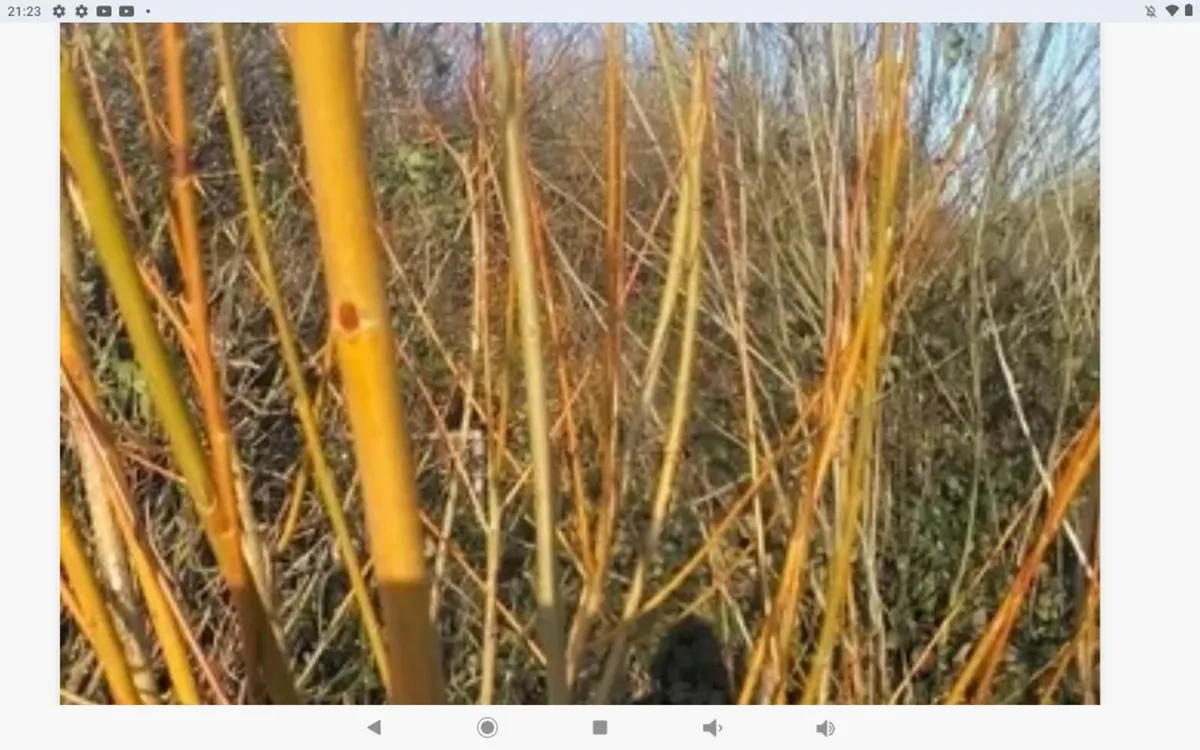 Golden willow rods,15 rods freepost - Image 2