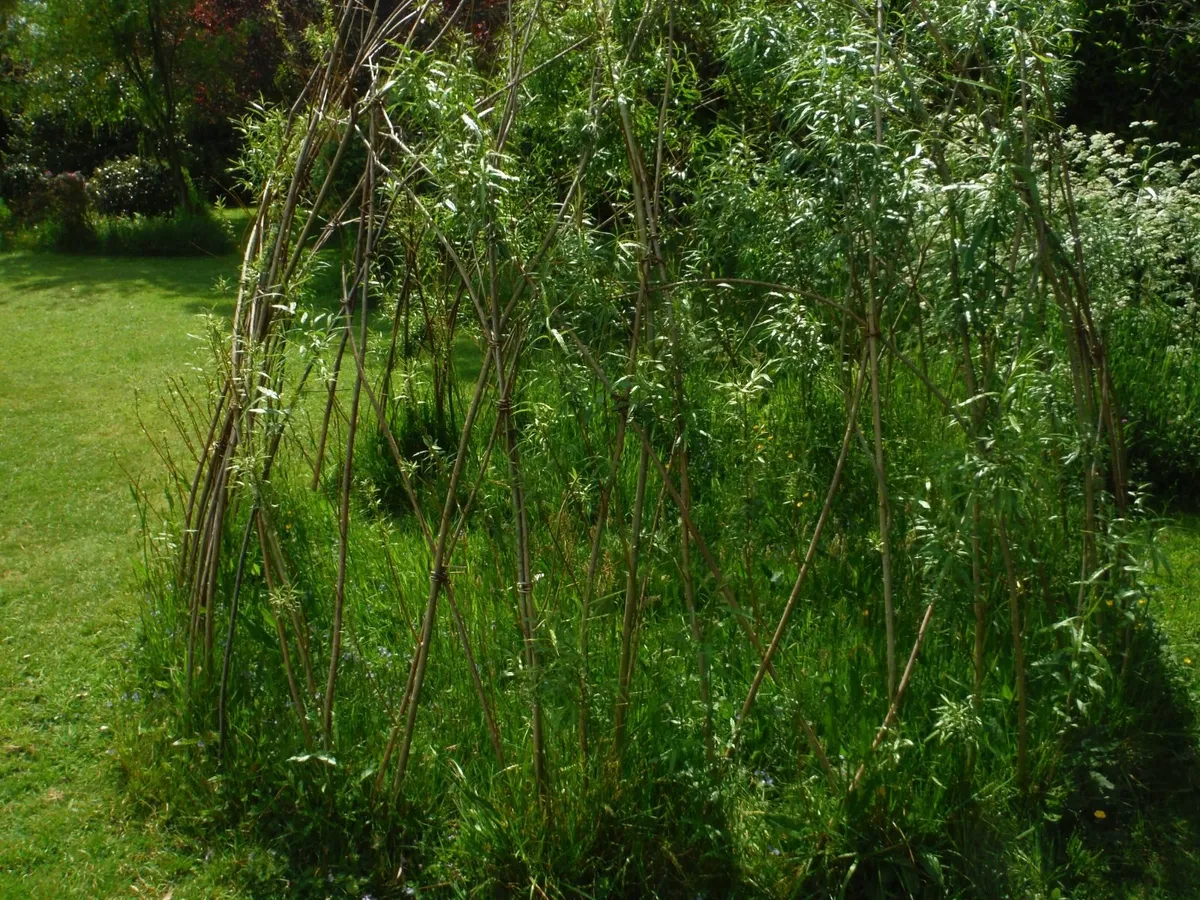 Basket willow rods for planting.15 rods.freepost - Image 3