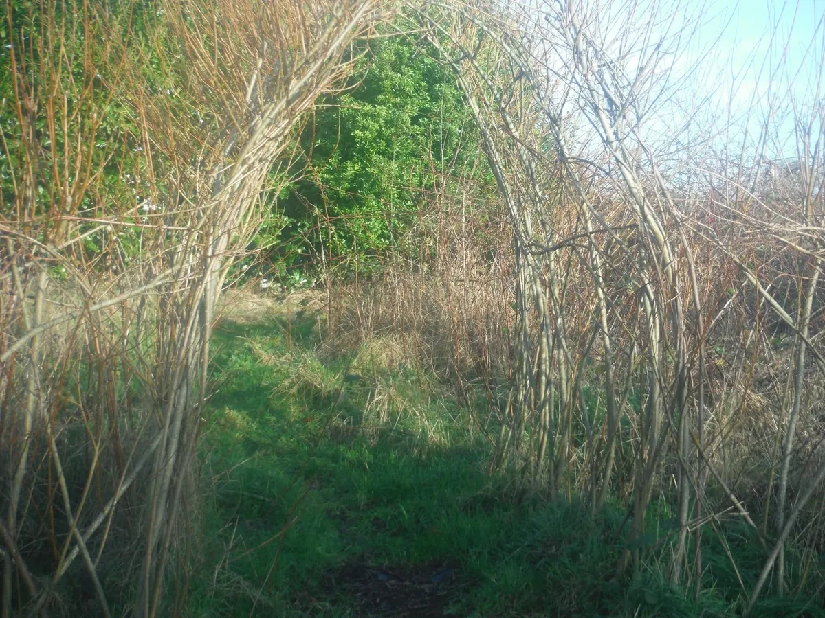 Basket willow rods for planting.15 rods.freepost - Image 4